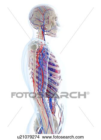 Stock Illustration - Male vascular system, artwork. Fotosearch