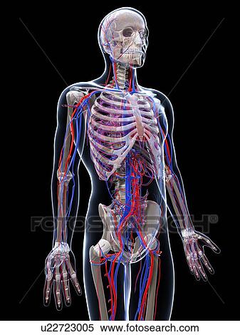 Stock Illustration - Male vascular system, artwork. Fotosearch