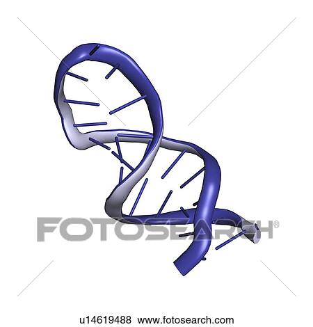 Stock Illustration - MicroRNA molecule. Fotosearch
