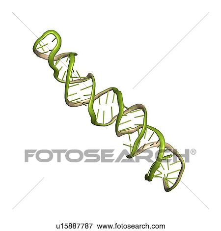 Stock Illustration - MicroRNA precursor molecule. Fotosearch