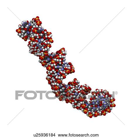 Stock Illustration - MicroRNA precursor molecule. Fotosearch