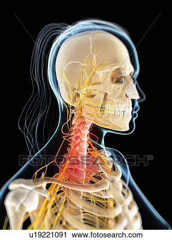 Neck pain, conceptual artwork View Large Illustration Clip Art - Neck pain, conceptual artwork. Fotosearch