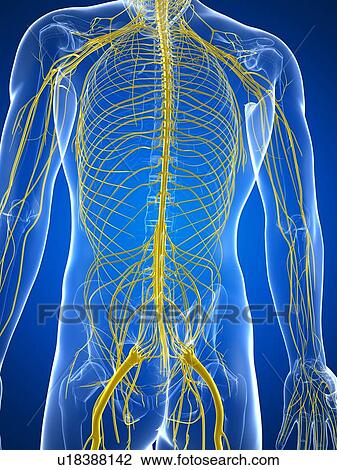 Drawing - Nervous system, artwork. Fotosearch