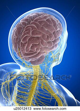 Nervous system, artwork View Large Illustration Drawing - Nervous system, artwork. Fotosearch