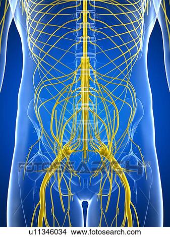 Nervous system, artwork View Large Illustration Stock Illustration - Nervous system, artwork. Fotosearch