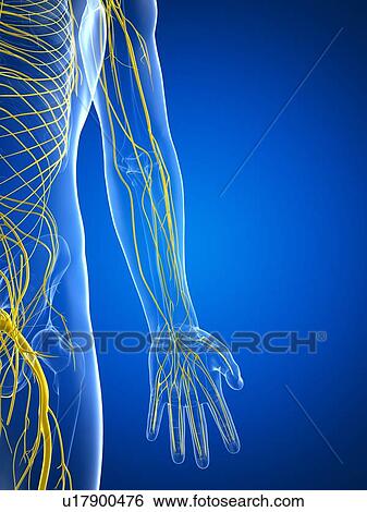 Stock Illustration - Nervous system, artwork. Fotosearch