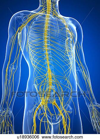 Nervous system, artwork View Large Illustration Stock Illustration - Nervous system, artwork. Fotosearch