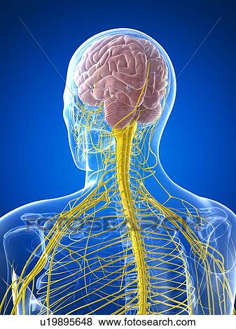 Nervous system, artwork View Large Illustration Stock Illustration - Nervous system, artwork. Fotosearch