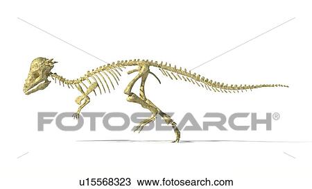 Pachycephalosaurus skeleton, artwork View Large Illustration Drawing - Pachycephalosaurus skeleton, artwork. Fotosearch