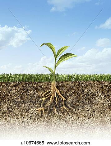 Stock Illustration - Plant, artwork. Fotosearch