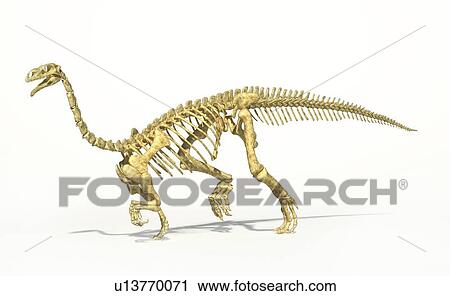 Plateosaurus dinosaur skeleton, artwork View Large Illustration Clip Art - Plateosaurus dinosaur skeleton, artwork. Fotosearch