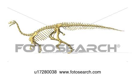 Stock Illustration - Plateosaurus dinosaur skeleton, artwork. Fotosearch