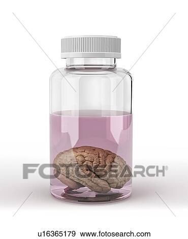 Preserved brain, artwork View Large Illustration Stock Illustration - Preserved brain, artwork. Fotosearch
