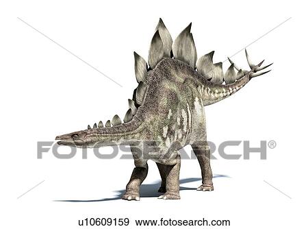 Stegosaurus dinosaur, artwork View Large Illustration Stock Illustration - Stegosaurus dinosaur, artwork. Fotosearch