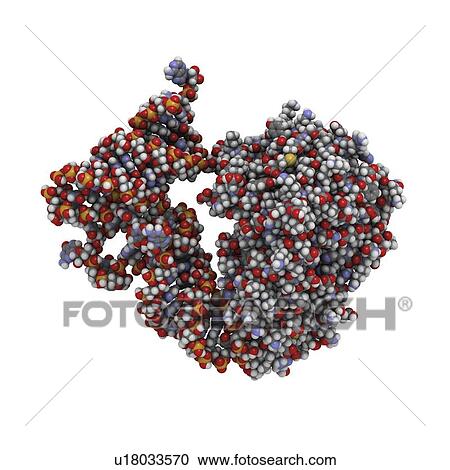 Clipart - Transfer RNA-synthetase complex molecule. Fotosearch