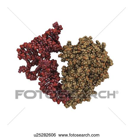 Stock Illustration - Transfer RNA-synthetase complex molecule. Fotosearch