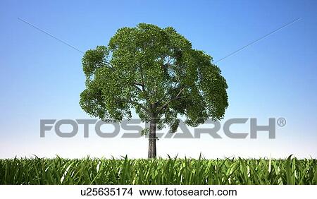 Stock Illustration - Tree in a field, artwork. Fotosearch