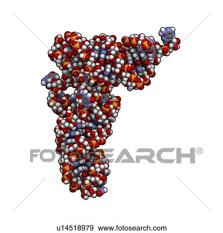 Stock Illustration - tRNA molecule. Fotosearch