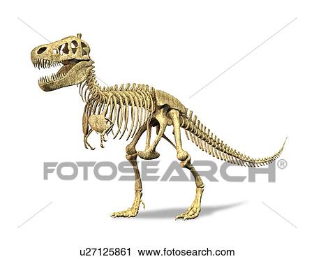 Tyrannosaurus rex skeleton, artwork View Large Illustration Clip Art - Tyrannosaurus rex skeleton, artwork. Fotosearch