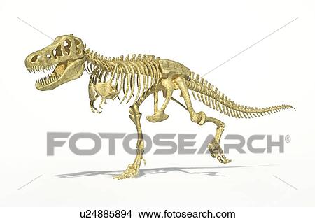 Tyrannosaurus rex skeleton, artwork View Large Illustration Stock Illustration - Tyrannosaurus rex skeleton, artwork. Fotosearch