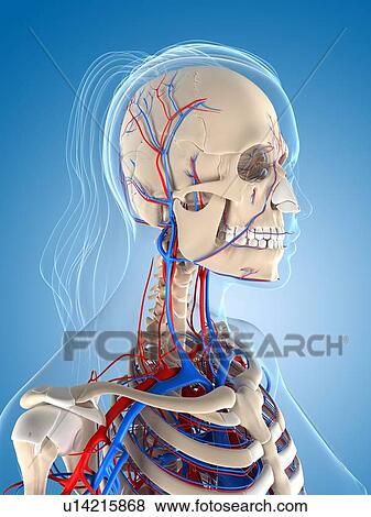 Stock Illustration of Female vascular system, artwork u14215868 ...