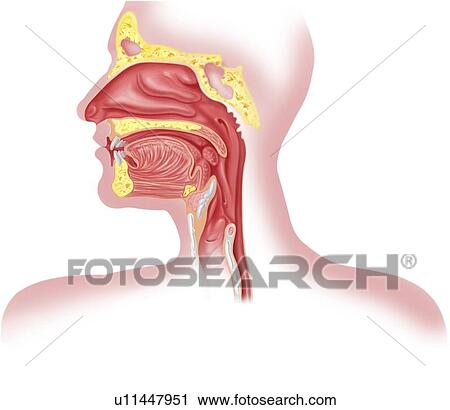 Upper respiratory tract, artwork View Large Illustration Clip Art - Upper respiratory tract, artwork. Fotosearch