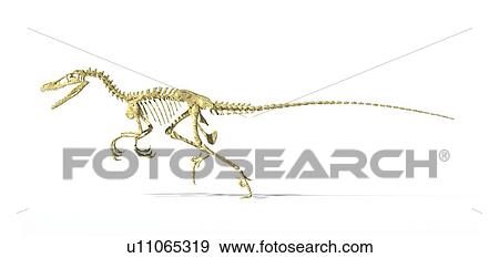 Velociraptor dinosaur skeleton, artwork View Large Illustration Stock Illustration - Velociraptor dinosaur skeleton, artwork. Fotosearch