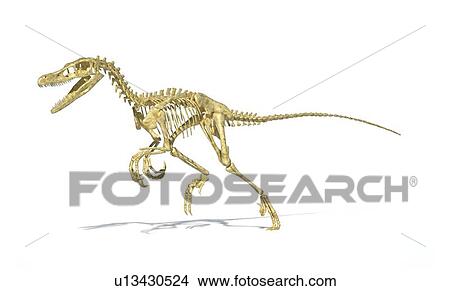 Velociraptor dinosaur skeleton, artwork View Large Illustration Stock Illustration - Velociraptor dinosaur skeleton, artwork. Fotosearch