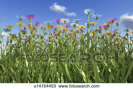 Drawing - Wildflower meadow, artwork. Fotosearch