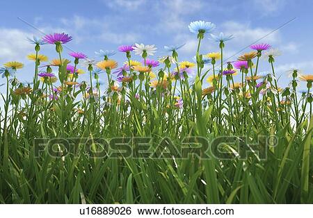 Wildflower meadow, artwork View Large Illustration Stock Illustration - Wildflower meadow, artwork. Fotosearch