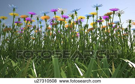 Wildflower meadow, artwork View Large Illustration Stock Illustration - Wildflower meadow, artwork. Fotosearch
