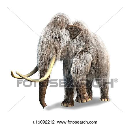 Woolly mammoth, artwork View Large Illustration Drawing - Woolly mammoth, artwork. Fotosearch