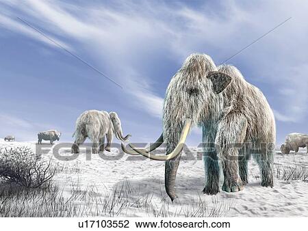 Woolly mammoths, artwork View Large Illustration Drawing - Woolly mammoths, artwork. Fotosearch