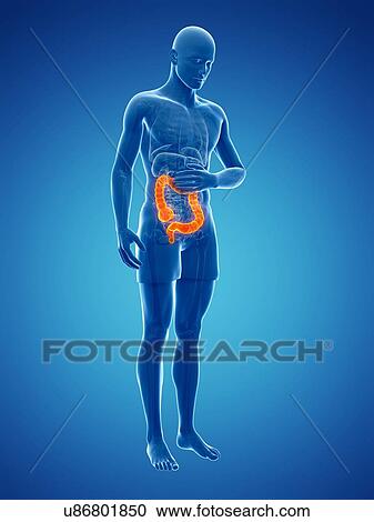 Abdominal pain, artwork View Large Illustration Clipart - Abdominal pain, artwork. Fotosearch