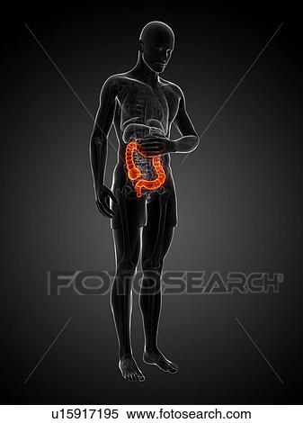 Stock Illustration - Abdominal pain, artwork. Fotosearch