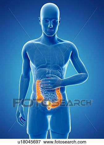 Abdominal pain, artwork View Large Illustration Stock Illustration - Abdominal pain, artwork. Fotosearch
