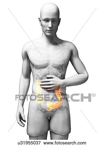 Stock Illustration - Abdominal pain, artwork. Fotosearch