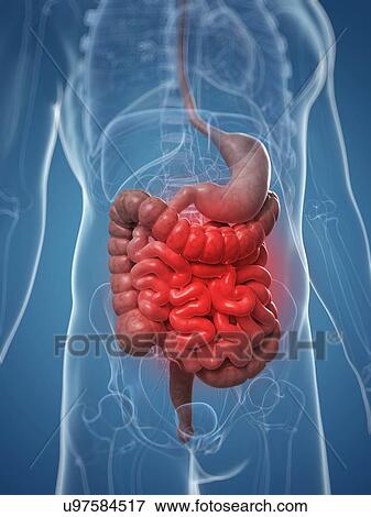 Abdominal pain, artwork View Large Illustration Stock Illustration - Abdominal pain, artwork. Fotosearch