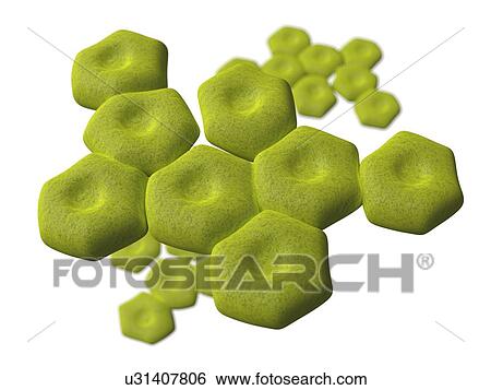 Stock Illustration - Acinetobacter, artwork. Fotosearch