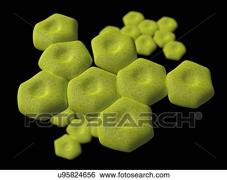 Stock Illustration - Acinetobacter, artwork. Fotosearch