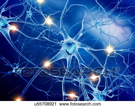 Active nerve cells, artwork View Large Illustration Clip Art - Active nerve cells, artwork. Fotosearch