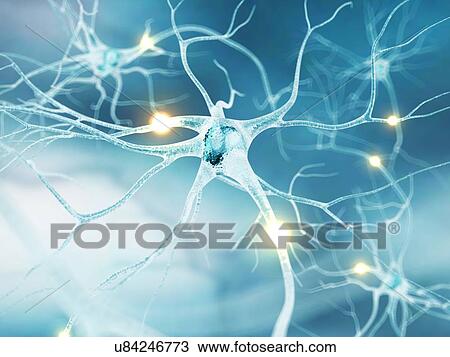 Active nerve cells, artwork View Large Illustration Drawing - Active nerve cells, artwork. Fotosearch