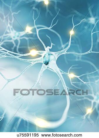 Active nerve cells, artwork View Large Illustration Stock Illustration - Active nerve cells, artwork. Fotosearch