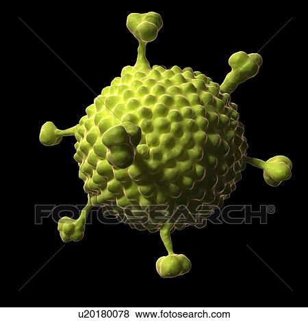 Stock Illustration - Adenovirus, artwork. Fotosearch