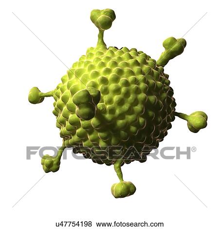Stock Illustration - Adenovirus, artwork. Fotosearch