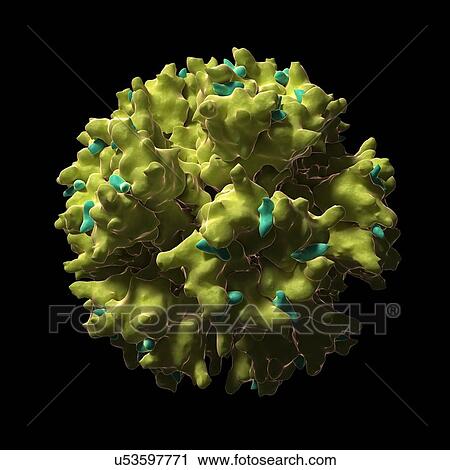 Clip Art - Adenovirus particle, artwork. Fotosearch