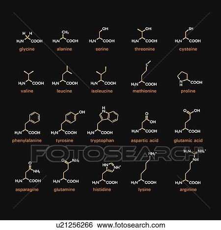 Amino acid structures View Large Illustration Stock Illustration - Amino acid structures. Fotosearch