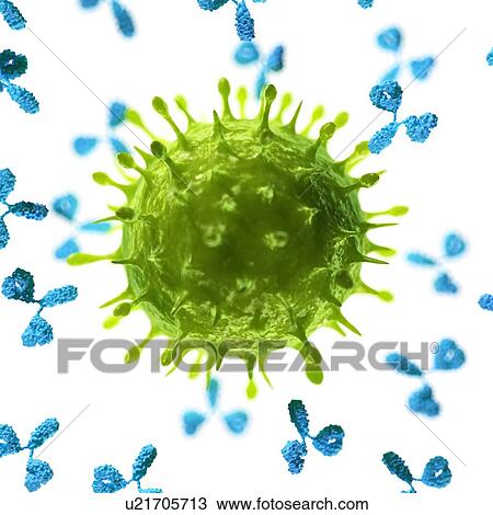 Drawing - Antibodies attacking a virus, artwork. Fotosearch