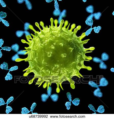 Antibodies attacking a virus, artwork View Large Illustration Drawing - Antibodies attacking a virus, artwork. Fotosearch