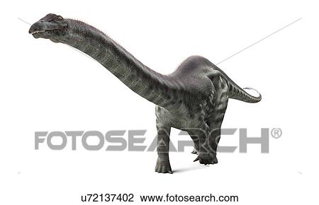 Drawing - Apatosaurus dinosaur, artwork. Fotosearch
